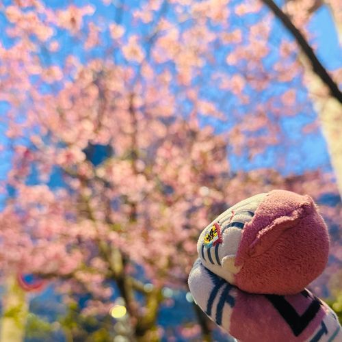はぐいろ~😽🌸