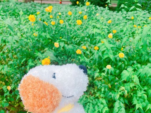 アンディに似合うお花咲いてた