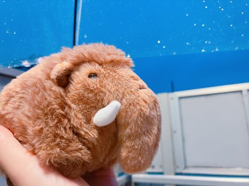 ちょっと寒いのが嬉しいマンモス🦣