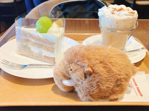 実際見るともうちょっとキリッとしてるのに、写真に撮るとしおっしお毛玉になる🦣