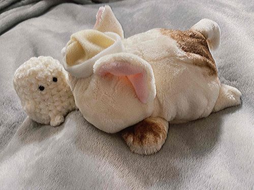 わたのなかま ふえた
ねるとき とことこ する らしい
