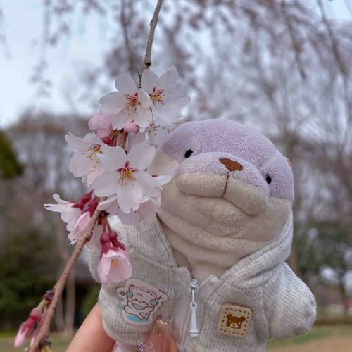 さくら きれいだねえ！