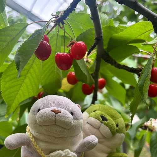 さくらんぼがり！