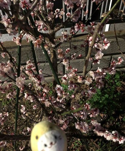 花と💐