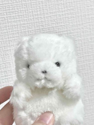 初めまして、けなげって呼ばれてます。ニンゲンから押し入れの中で見つかった時ホコリか何か分からなかったって言われました。