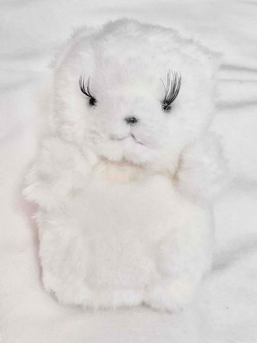 みて！けなげもまつげを生やしました！ニンゲンになんのお笑いか聞かれたけどけなげはしんけん。