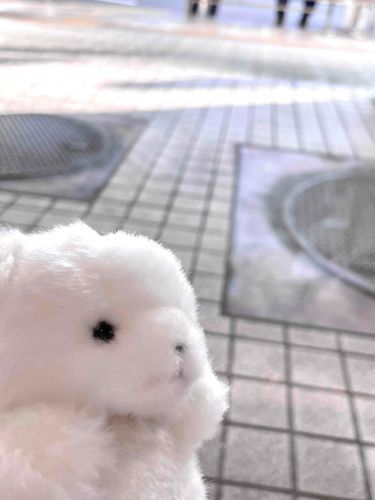 ニンゲン、初めてお外に出たけどやっぱり寒いです。おうちにかえして