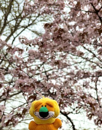桜とてもきれいだよ🌸
春はいいにおいするね