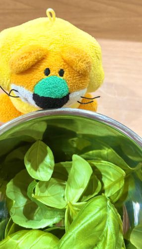 バジル🌿とれたよ