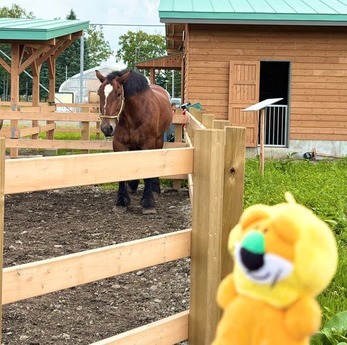 帯広の麦音という大きい敷地のパン屋さんだよ🍞
最近、おうまさんもいるんだよ🏇
大きくてかわいいね