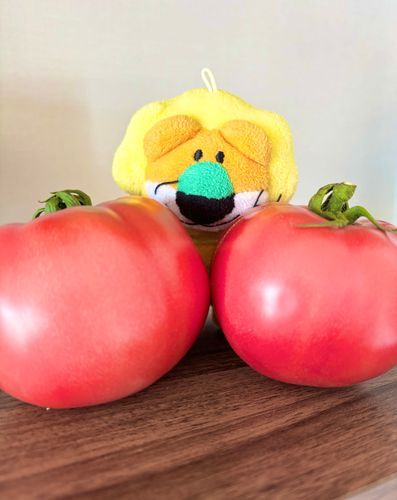 真っ赤なトマト🍅