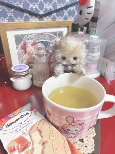 今日はお掃除して、お蕎麦食べて、ゆっくり紅白を待ってるよ。
本年もお世話になりました。
来年もまたよろしくお願い致しますー！