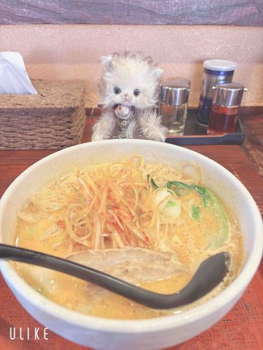 昨日はまたラーメンを食べてきたよ。
おっきくて大変だったけど、おいしかったよ。