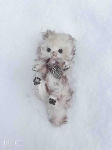 生まれて初めて雪に触ったよ！
ふわふわつめたくて気持ちいいよ。