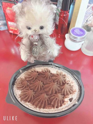 ちょこのデザート。
甘くておいしいよ！