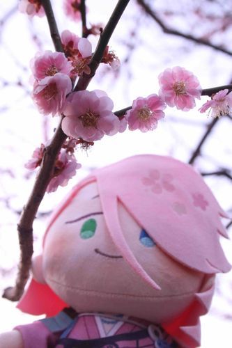 うめまつりですね