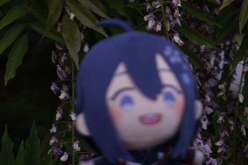 ふじだよ