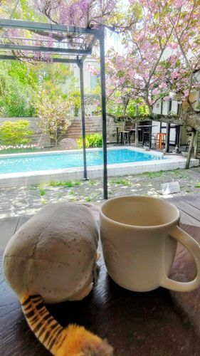 🪨も一緒でした
🪨「藤と八重桜で花の時期を合わせるなんて、このお庭を作られた方は天才だ」