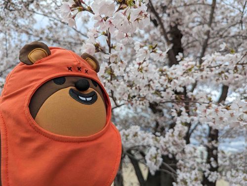 ふわもこのみんなもお花見してて楽しそうで嬉しいうちゃ