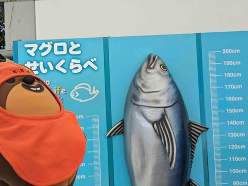 マグロくんはうちゃと同じくらいだな！