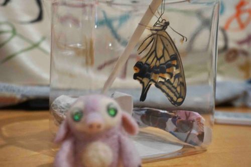 むしがにがてなひとはごめんね💦
保護してたさなぎがかえって、とんでいきました🦋
