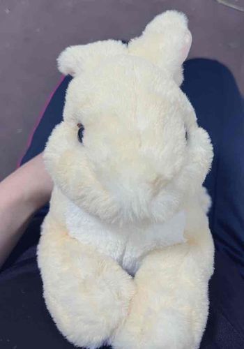 ニンゲンの誕生日なので、おともだちからひざうさぎのしらかばさんをもらいました。よろしくね。