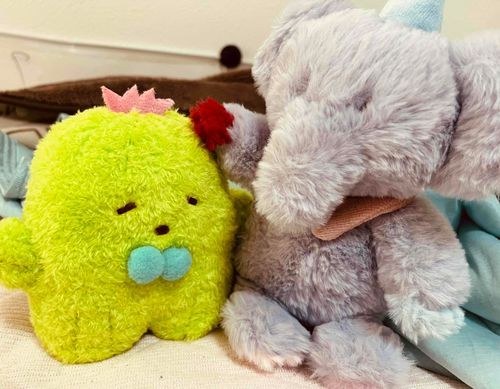 サンレモン出身の子が安かったからお迎えしました