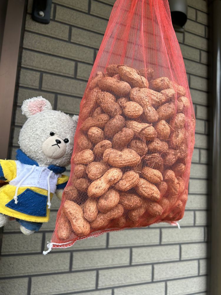 予約しておいたおけさ柿が来た📦
渋柿を脱渋したやつだから、干し柿の味がするんだよね🤤それで、柿の食感💕
この前、ばあちゃんチで収穫してきた落花生🥜
今干してるんだ〜乾いたら、バタピーかな🤤
ぴーしゃん、大好物アスパラガスなんだけど、初めてホワイトアスパラガスの生のやつ見つけたの❣️味はね、なんかね、やっぱりアスパラガスだった🤣
べか菜?なんだそれ👀✨
初めて見る野菜だよ〜