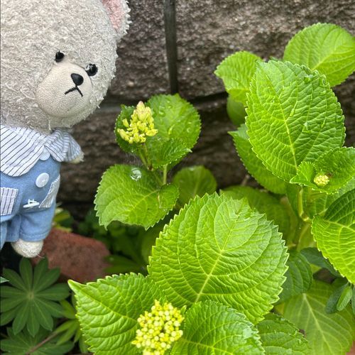 ぴーしゃんチの紫陽花がひっそり成長中なの❣️
チェリーセージ3連発❣️
２枚目のがいちばんメジャーかな？✨
