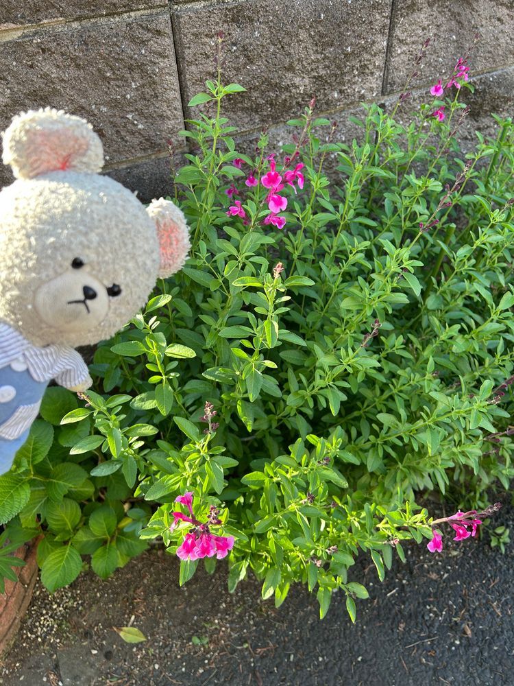 ぴーしゃんチの紫陽花がひっそり成長中なの❣️
チェリーセージ3連発❣️
２枚目のがいちばんメジャーかな？✨