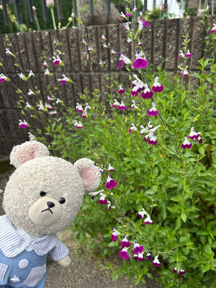ぴーしゃんチの紫陽花がひっそり成長中なの❣️
チェリーセージ3連発❣️
２枚目のがいちばんメジャーかな？✨