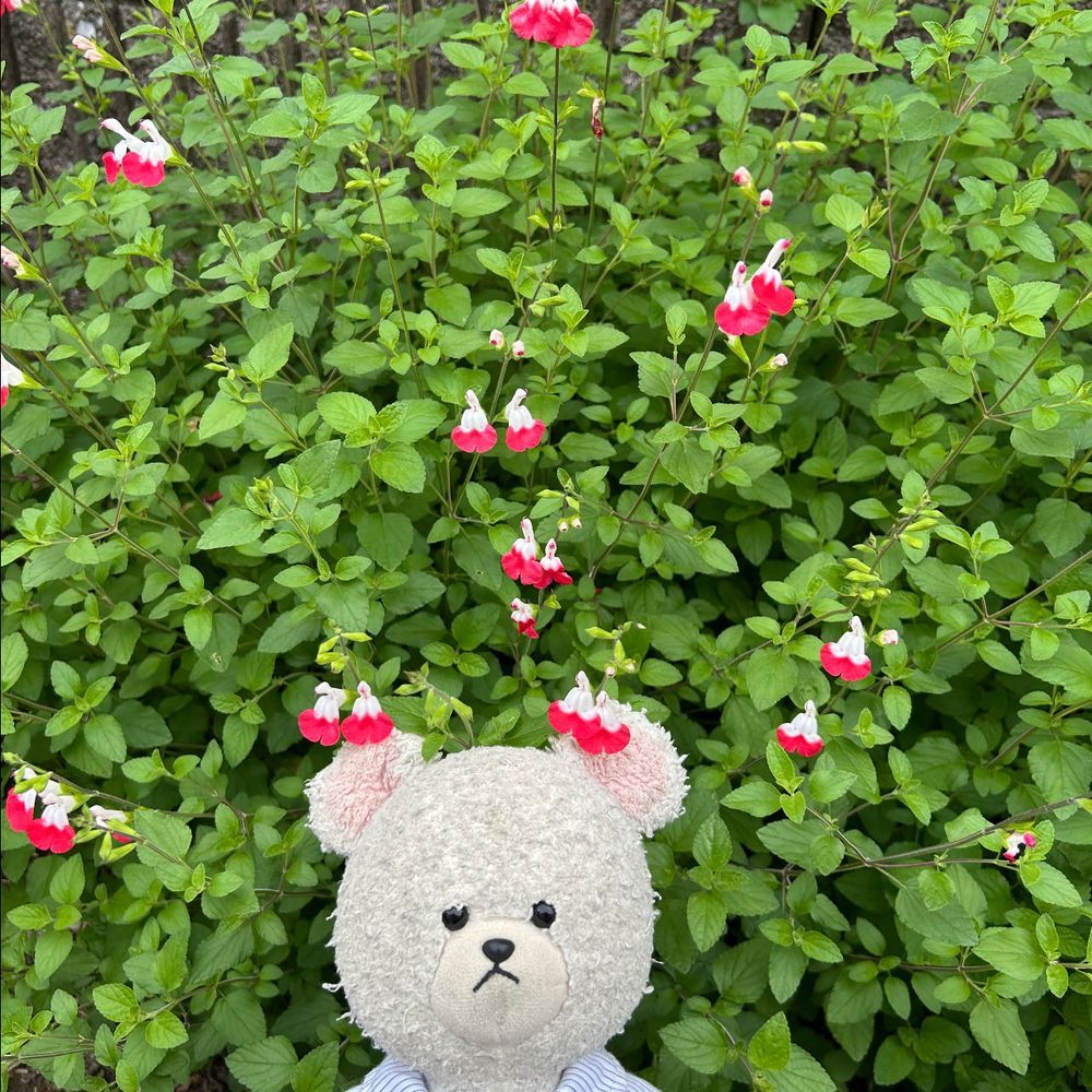 ぴーしゃんチの紫陽花がひっそり成長中なの❣️
チェリーセージ3連発❣️
２枚目のがいちばんメジャーかな？✨