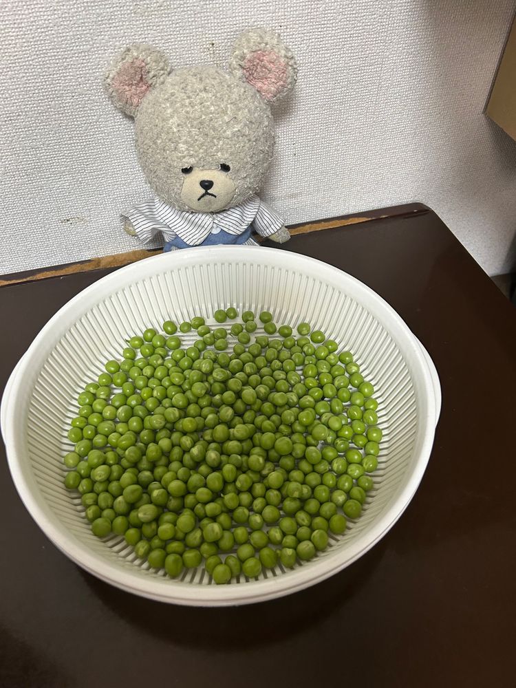 あのグリーンピースがついに収穫に👏👏
鞘から出すとこれだけあった🫛
たっぷり豆ごはんが食べられる🥄🐻‍❄️✨
さっそく、豆ごはんなの❣️