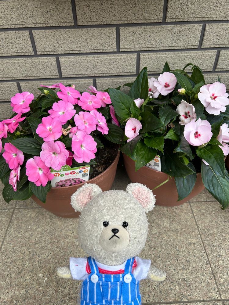 こちら、台風を耐えたど根性ズッキーニなの❣️
前回より太くなったね〜
玉ねぎウインナーとスープにして、さっそく夕飯へと変身したよ👍
米炊くの忘れて、海苔餅を磯辺巻きにしたの❣️
買ったものもお皿に並べると、頑張った気になるね〜🤣
4枚目、サンパチェンスがだんだん大きくなってきて、お花をたくさんつけるから見てて楽しいよ😊