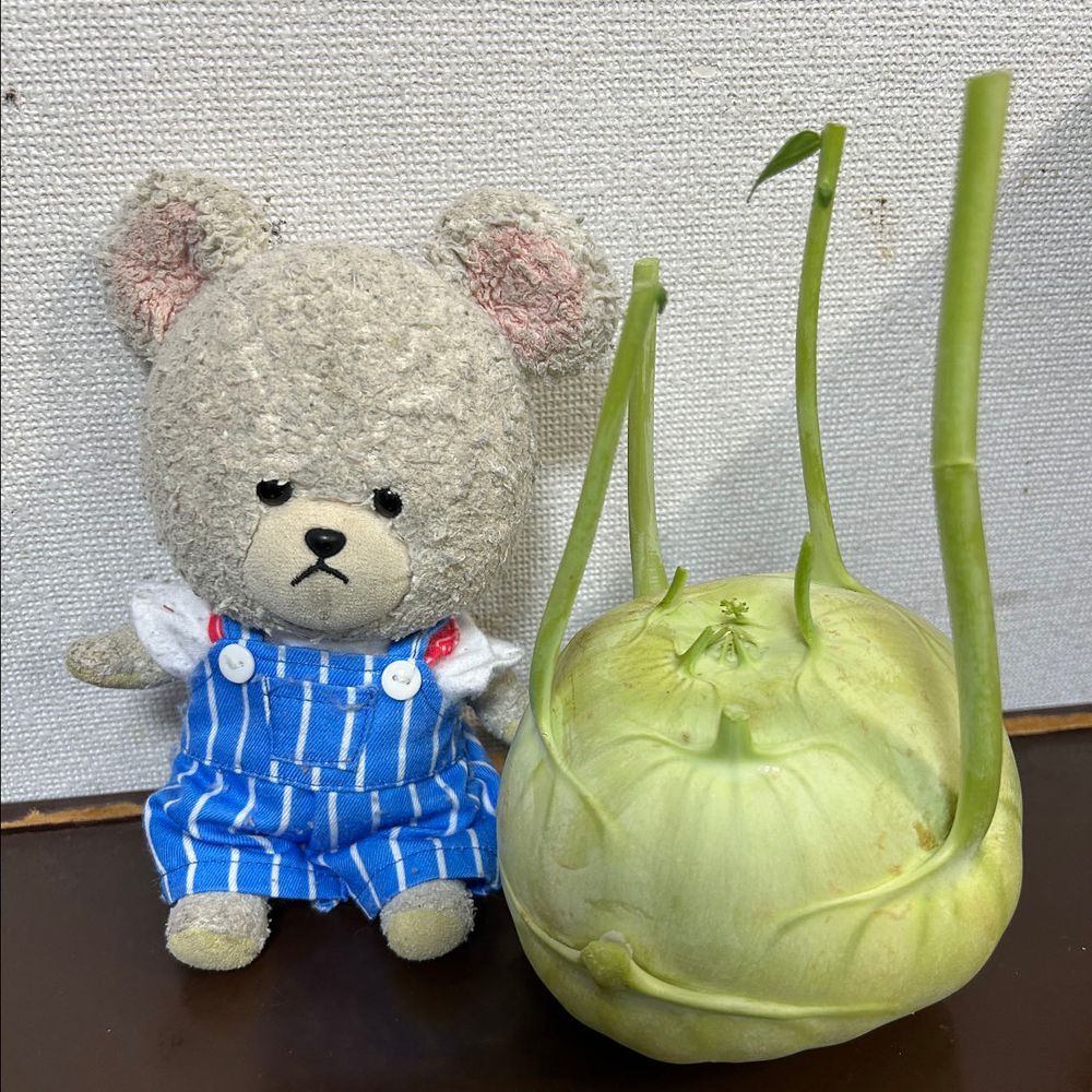 変な野菜と黄色いメロンなの❣️
メロン見た目のままの名前イエローキングだよ🍈
手前がUFOズッキーニ

さて、問題です。
残り一つは何でしょう？？
…なんか変なやつ👀

正解は〜

コールラビ
初めて食べたよ〜
キャベツとかカブのした感じ？
ブロッコリーの茎のとことかの🥦

ぴーしゃん、ロールケーキが手に入れ入ったよ🥄🐻‍❄️たっぷり〜