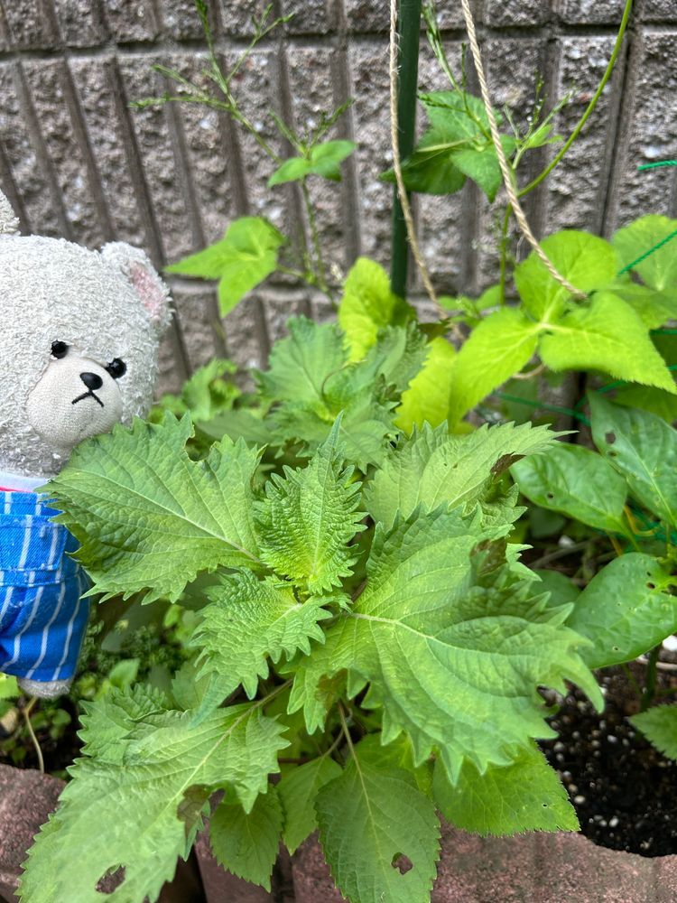 我が家のしそが生い茂り、伸びまくりきゅうり発見したら…アレだよね🤭
摘果うりもあるし…🤤
カルディのチュモッパもそう💕
冷奴の上のキムチもそう✨
パリパリぽりぽり系多めなの❣️
食感いいもの並ぶと食べた〜って満足度高めだよ🥄🐻❄️👍