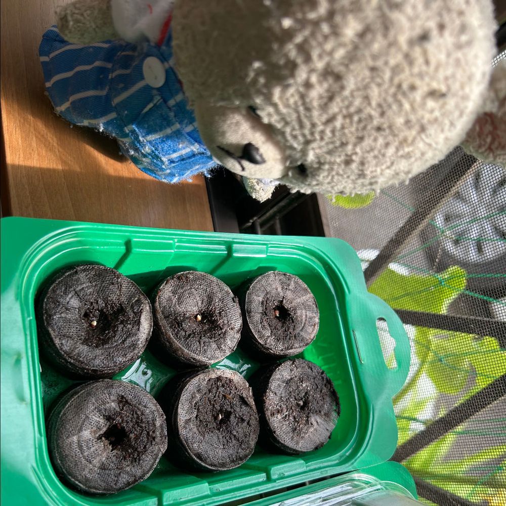 昨日、サラダコールラビ育てる実験に着手したの🐻‍❄️
コースターみたいなカチカチの丸いのに水を含ませると、種植え準備完了👍
直接陽の当たらない窓辺へ❣️
3枚目、今朝見たら、もう変化が👀‼️よくみると黒っぽい種の間に白いとこが〜
もうすぐ芽が出るのかな？？🌱