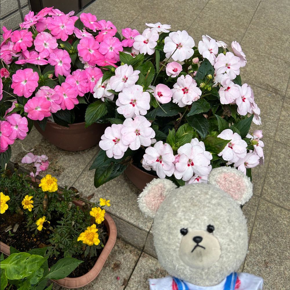 １枚目助けてと言われてヒーロー気分なぴーしゃん🐻‍❄️美味しく救ったよ👍
2枚目枝豆を今か今かと狙うぴーしゃん🐻‍❄️そろそろじゃね？🫛
3枚目サンパチェンスなの❣️
花が全面に広がるから圧巻なの🤭押され気味黄色はこれでもマリーゴールド✨
4枚目カレンデュラなの❗️勝手に生えてきた昔育てた子の子孫系なの😂また見られて嬉しい😆