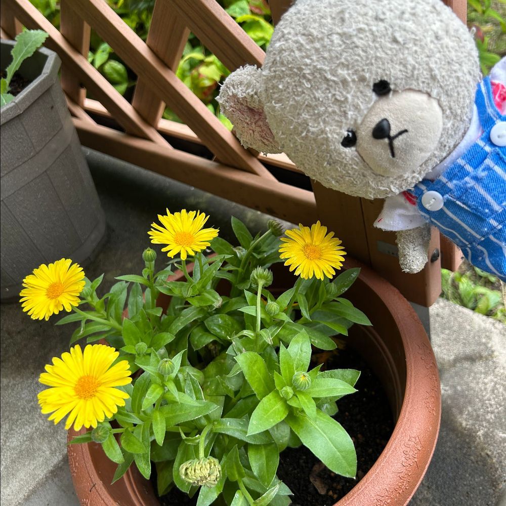 １枚目助けてと言われてヒーロー気分なぴーしゃん🐻‍❄️美味しく救ったよ👍
2枚目枝豆を今か今かと狙うぴーしゃん🐻‍❄️そろそろじゃね？🫛
3枚目サンパチェンスなの❣️
花が全面に広がるから圧巻なの🤭押され気味黄色はこれでもマリーゴールド✨
4枚目カレンデュラなの❗️勝手に生えてきた昔育てた子の子孫系なの😂また見られて嬉しい😆