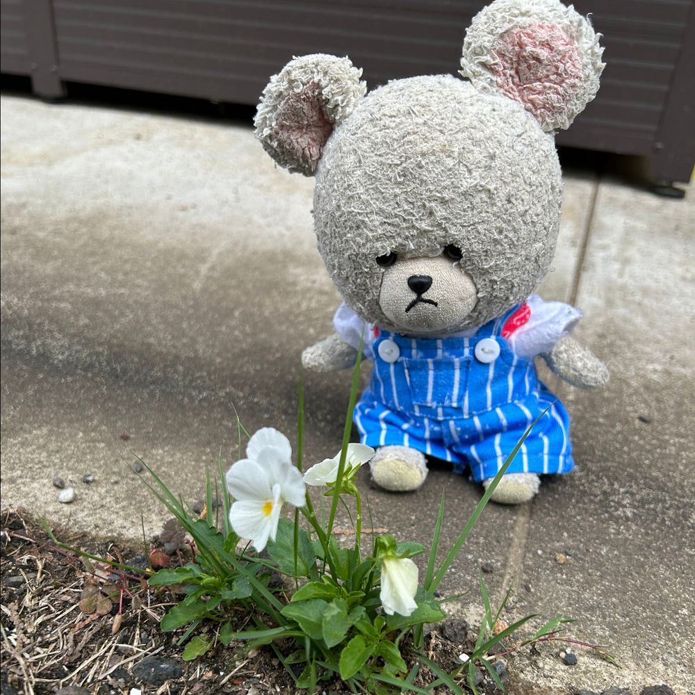 トップバリューの鶏だんごの生姜スープと五目おこわのおむすび🍙で朝ごはんなの🐻‍❄️
この鶏だんごの生姜スープ美味しい😋

お庭にねビオラのこぼれ種が育って咲いてたよ👀✨
なんか季節外れだけど、可愛い💕

きのうね、ビアードパパのシュークリームとローソンの謎味からあげクン食べたの🥄
シュークリームってどれだけあってもイケる👍
謎味…辛かった🌶️