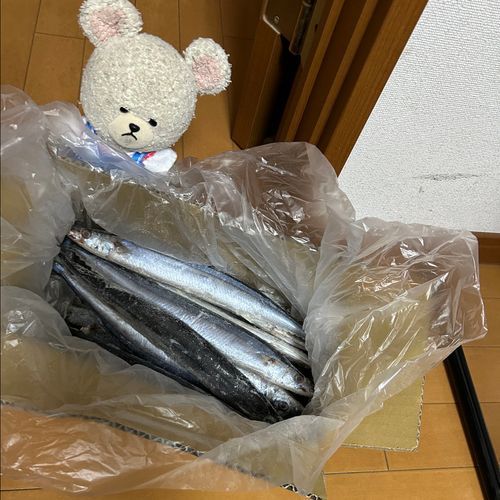 ぴーしゃんチ、この前また冷凍のさんま買ったんだ👛
生さんま、今年のシーズンまだ先だから、昨年のやつを🥄🐻‍❄️✨
専門店？は冷凍がしっかりしてるから、全然劣化を感じなかった🐟
でもね、秋刀魚だけじゃなくて、冷凍の鰹のタタキも楽しんでるよ🤭
冷凍でお魚買えるって便利〜
