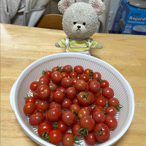 ミニトマト収穫全盛期なの🍅
洗って食べるだけじゃ間に合わなくなってきた💦
というわけで、半分に切り込み入れて、コショウふって、マヨネーズandとろけるチーズ🧀
トースターで焼いて、大量消費だ✌️

オヤツにはカントリーマアム🍪
ティンちゃんがいるね🤭
中の袋もミニオンで可愛い😍