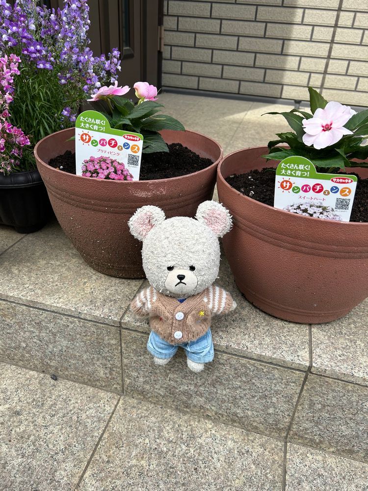 1枚目
今年、異様なくらいに育ったサンパチェンス👀❗️
これ、ポット苗ひとつ分からの成長であることがびっくり🫢違う株だけど比較用に2枚目写真
大きくなったなぁ〜👀✨
3枚目
ランタナ❣️
ひとつの株からいろんな色のお花が咲くタイプなの💕
ようやく花つき始めた👍
4枚目
日々草
素朴だけど可愛くて好き😍
後ろは狂い咲き中のペチュニアの紫とピンク…
ぼわんぼわんで、管理は諦めた🤣