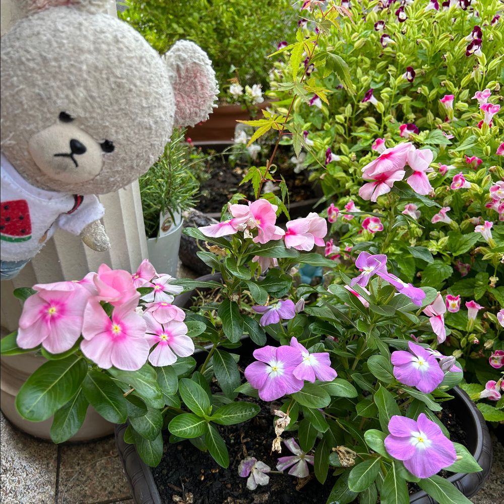 1枚目
今年、異様なくらいに育ったサンパチェンス👀❗️
これ、ポット苗ひとつ分からの成長であることがびっくり🫢違う株だけど比較用に2枚目写真
大きくなったなぁ〜👀✨
3枚目
ランタナ❣️
ひとつの株からいろんな色のお花が咲くタイプなの💕
ようやく花つき始めた👍
4枚目
日々草
素朴だけど可愛くて好き😍
後ろは狂い咲き中のペチュニアの紫とピンク…
ぼわんぼわんで、管理は諦めた🤣