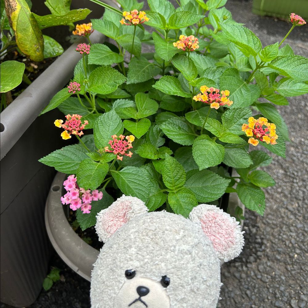 1枚目
今年、異様なくらいに育ったサンパチェンス👀❗️
これ、ポット苗ひとつ分からの成長であることがびっくり🫢違う株だけど比較用に2枚目写真
大きくなったなぁ〜👀✨
3枚目
ランタナ❣️
ひとつの株からいろんな色のお花が咲くタイプなの💕
ようやく花つき始めた👍
4枚目
日々草
素朴だけど可愛くて好き😍
後ろは狂い咲き中のペチュニアの紫とピンク…
ぼわんぼわんで、管理は諦めた🤣