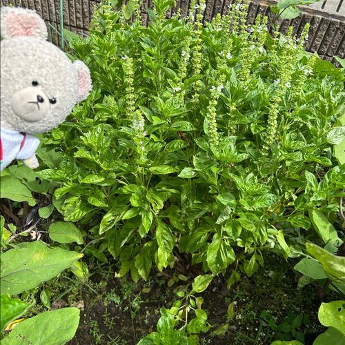 ぴーしゃんチのバジルが生い茂ってるよ〜🌿
もはや根元は木になってる💦💦
急いで加工せねば‼️
柔らかいとこを摘んで〜
にんにくとか、松の実とか、オリーブオイルとか入れて、ペーストに✨
これは冷凍庫で保存だ👍
さっそくトマトとモッツァレラのバジルパスタ🍝
