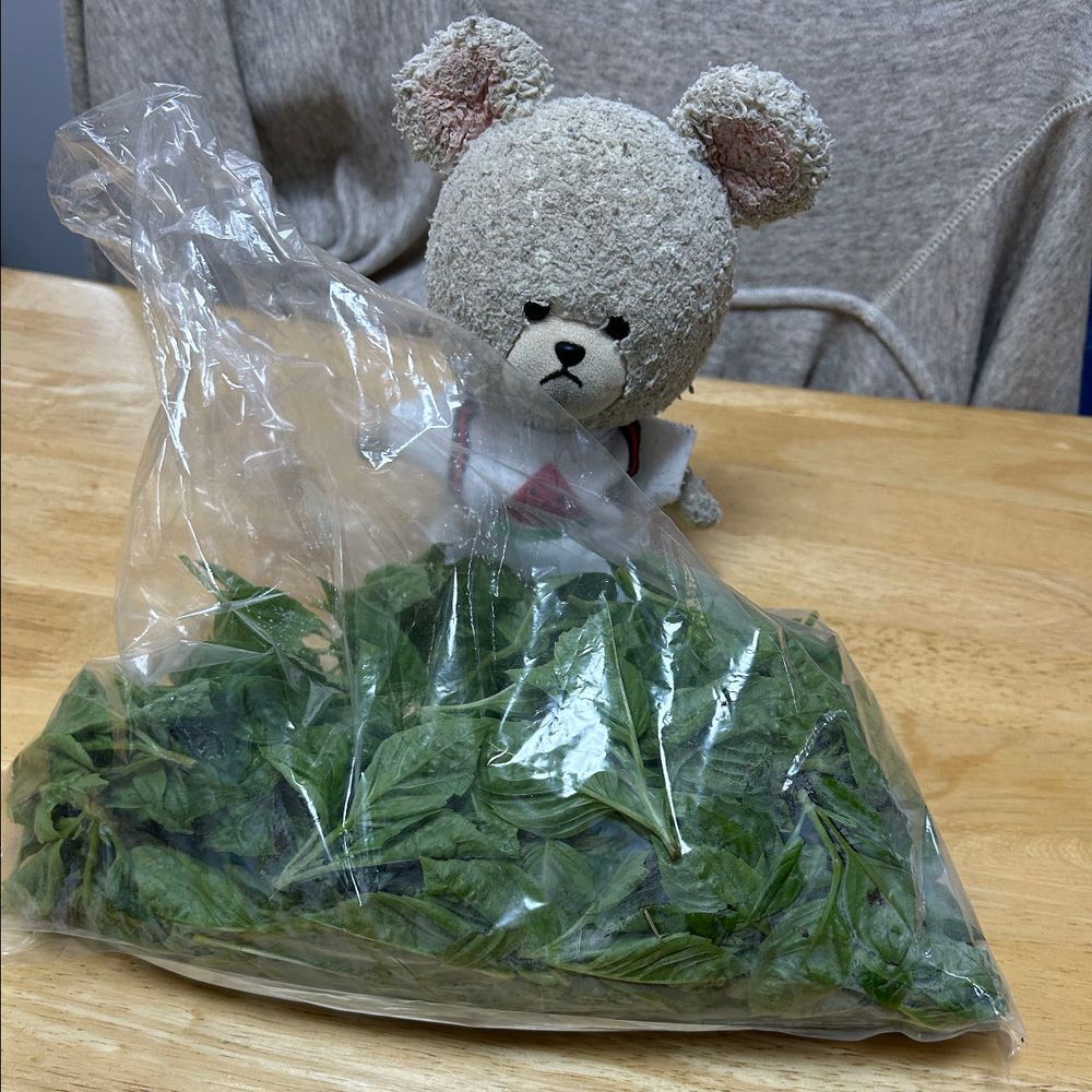 ぴーしゃんチのバジルが生い茂ってるよ〜🌿
もはや根元は木になってる💦💦
急いで加工せねば‼️
柔らかいとこを摘んで〜
にんにくとか、松の実とか、オリーブオイルとか入れて、ペーストに✨
これは冷凍庫で保存だ👍
さっそくトマトとモッツァレラのバジルパスタ🍝