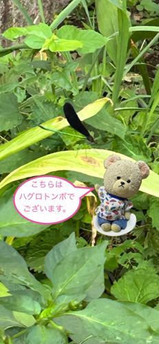 ぴーしゃんチにて🏠
朝のお庭作業中に見つけたの👀
珍しくもないけど、今年初のハグロトンボさん👀❤️
羽は黒いし、ボディはキラキラだし、オシャレさん👍✨

ぴーしゃん、巨峰なの🍇
食べたいよ〜って騒ぐぺくちゃん💦
歩けばいいのに、、、ぴーしゃんを呼ぶ子…
わっせ💦わっせ💦💦
ぜぇはぁぜぇはぁ💨
…👀⁉️
めっちゃ目が輝いて、あ〜んして待ってるよ😳
ぴーしゃん、いつの間にかお世話がかり…🐻‍❄️
美味しそうに頬張ってるとこ見ると可愛くて面倒みちゃうんだよね🤭
ぴーしゃんも🍇うま〜❣️