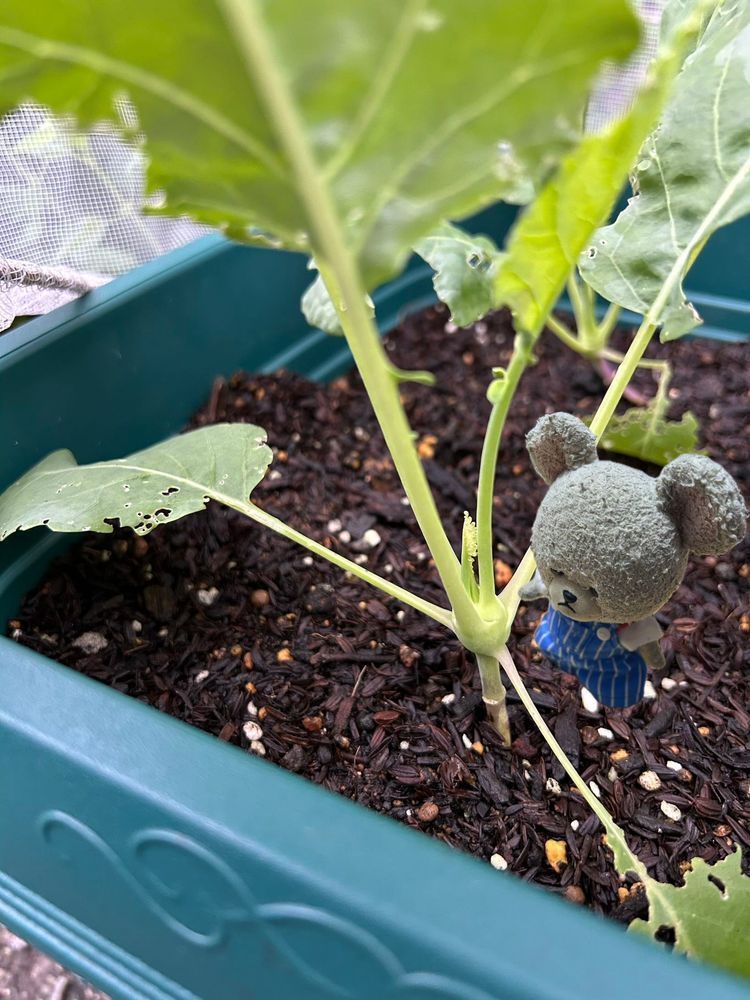 お〜い、コールラビ〜‼️🐻‍❄️
前に食べたあの不可解な野菜よ〜
ただいま、のんびり成長中🌱
いつあのビジュアルに？💦
むむむ…
ぴーしゃん、小さくなぁ〜れッッ❣️
4枚目ココのこのへんがまんまるくなる予感✨
