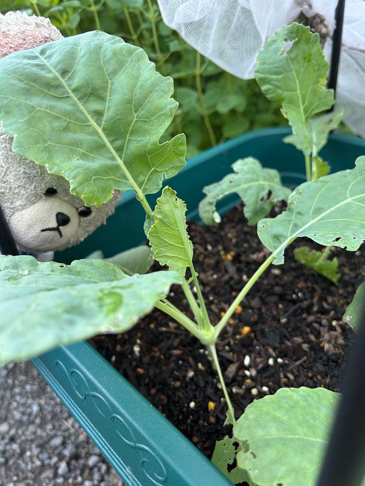 お〜い、コールラビ〜‼️🐻‍❄️
前に食べたあの不可解な野菜よ〜
ただいま、のんびり成長中🌱
いつあのビジュアルに？💦
むむむ…
ぴーしゃん、小さくなぁ〜れッッ❣️
4枚目ココのこのへんがまんまるくなる予感✨
